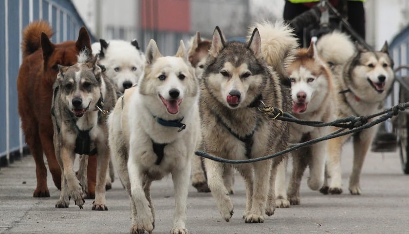 Wataha Domowych Wilków z Wrocławia podczas treningu