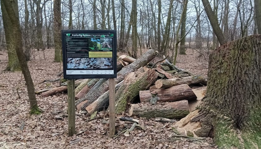 Tablica informacyjna o koziorogu dęboszu