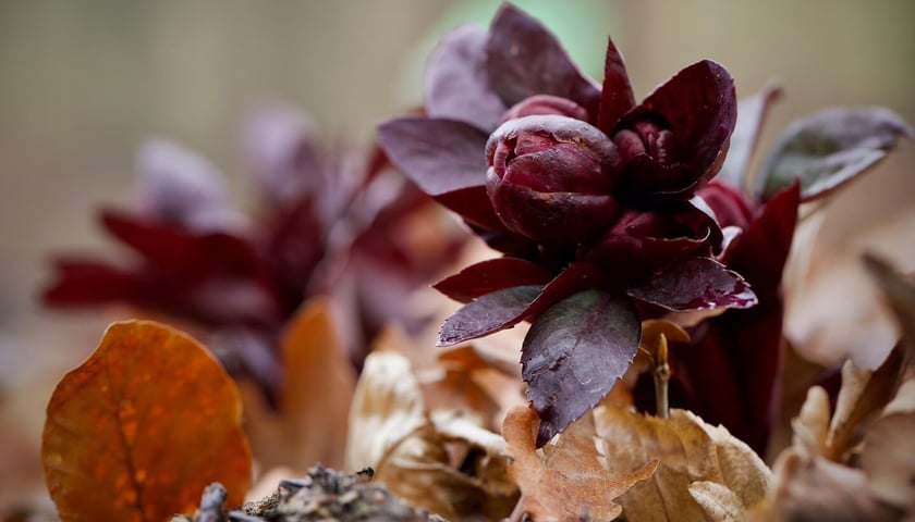 Arboretum Wojsławice otwarte w weekend 13-15 lutego &ndash; wiele roślin właśnie teraz rozkwita