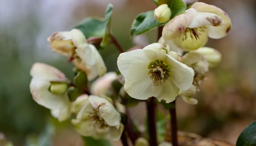 Arboretum Wojsławice otwarte w weekend 13-15 lutego &ndash; wiele roślin właśnie teraz rozkwita