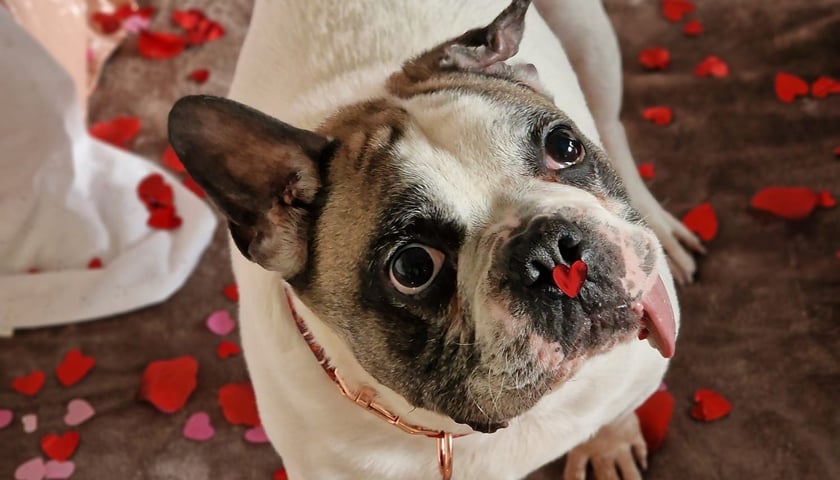 Jeden z psów czekających na dom w Schronisku dla Bezdomnych Zwierząt we Wrocławiu - Samotny Lutek