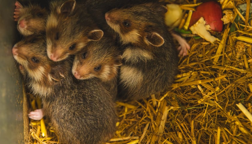 Chomik europejski - Zwierzę Roku 2026