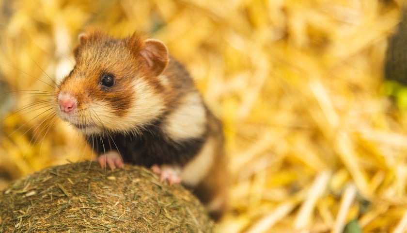 Chomik europejski - Zwierzę Roku 2026