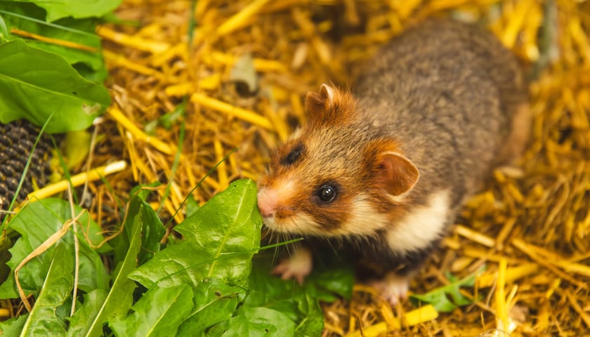 Chomik europejski - Zwierzę Roku 2026