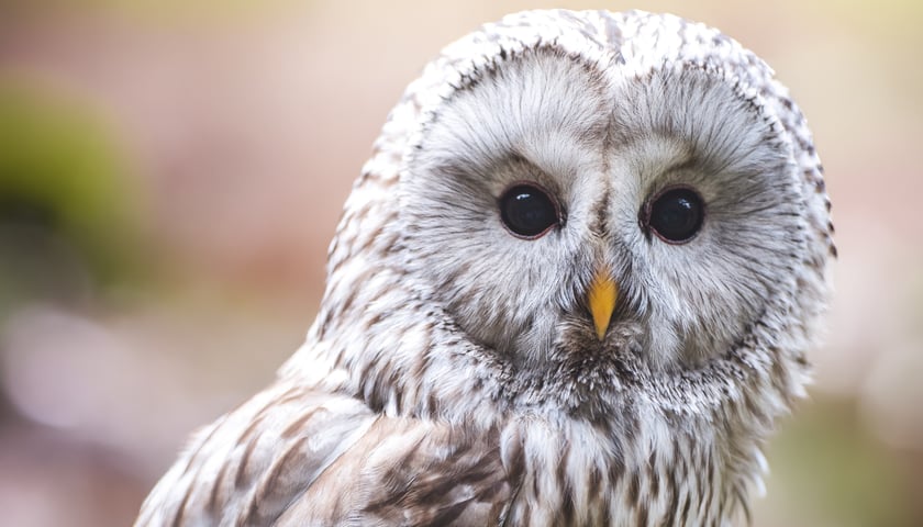 <p>Puszczyk uralski</p>