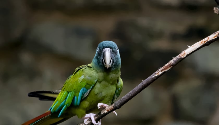 <p>Ara niebieskogłowa</p>