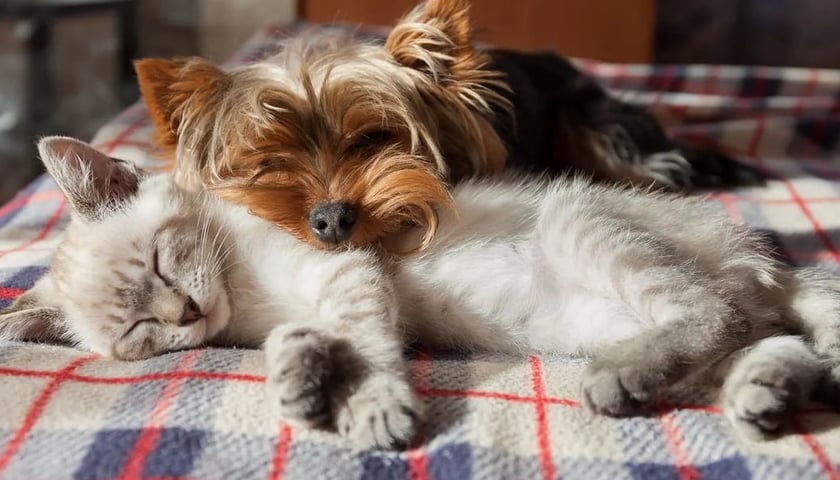 Na zdjęciu przytulone i śpiące: mały kotek i piesek / zdjęcie ilustracyjne
