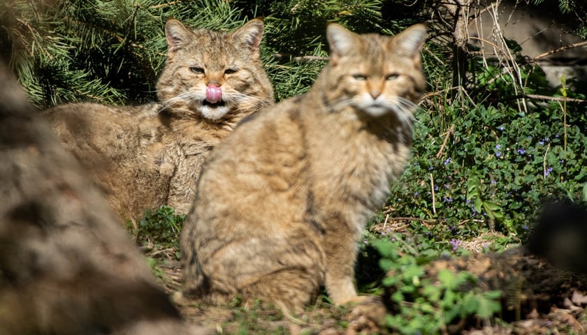Żbik z wrocławskiego zoo