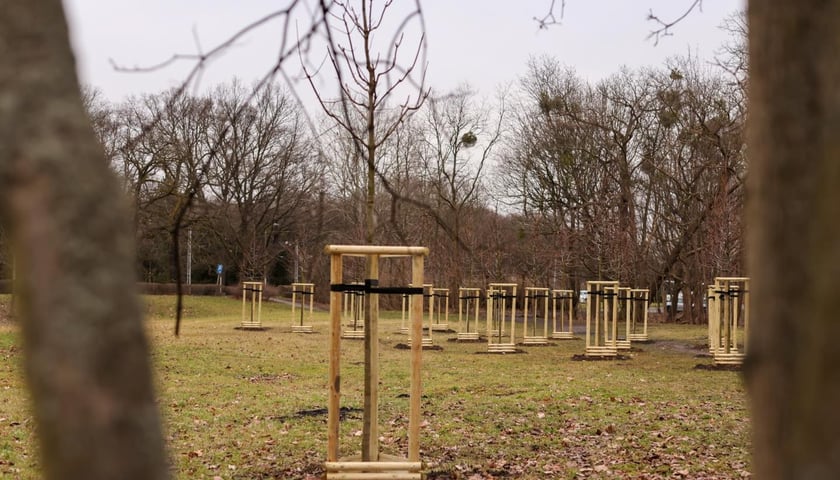 Zdjęcie nowo posadzonych drzew w parku.