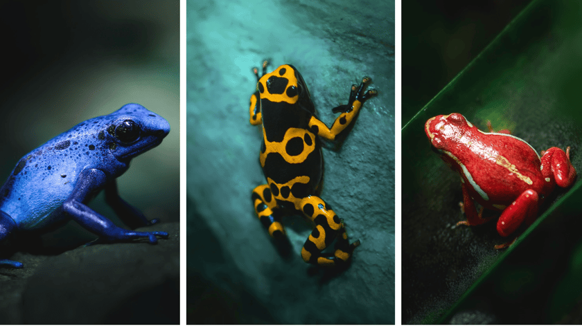 Kolaż 3 zdjęć przedstawiających żaby, które można oglądać w Terrarium we wrocławskim zoo.