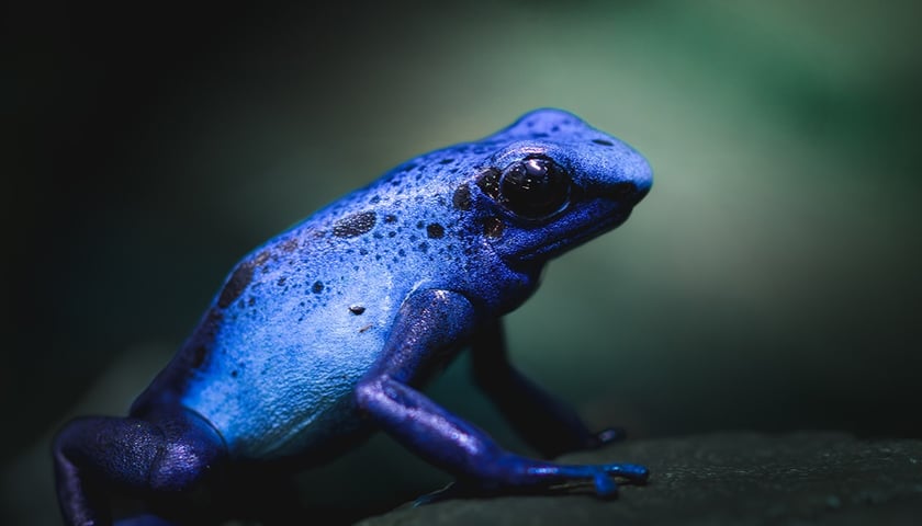 Jedna z kolorowych żab, które można obejrzeć w Terrarium we wrocławskim ogrodzie zoologicznym