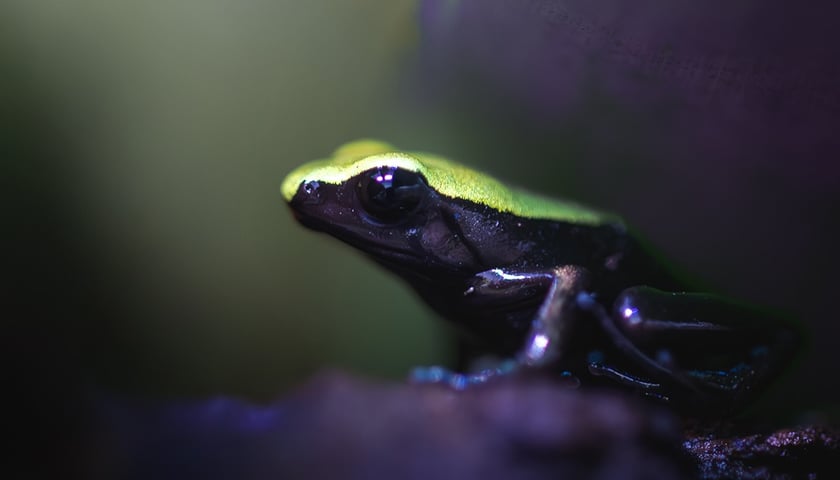 Jedna z kolorowych żab, które można obejrzeć w Terrarium we wrocławskim ogrodzie zoologicznym