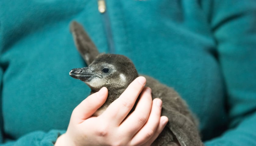 Młody pingwin przylądkowy na rękach opiekunki