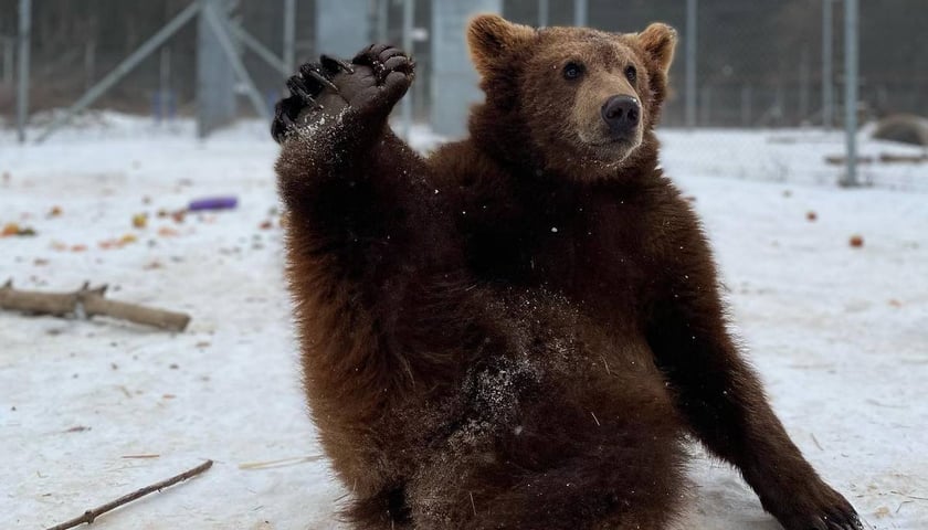 Zoo Wrocław pomaga ukraińskim ogrodom zoologicznym