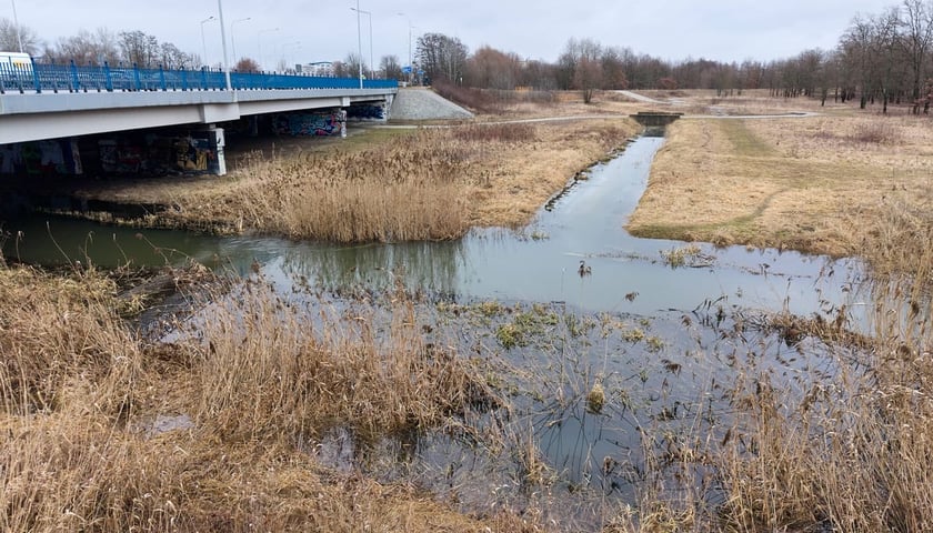 Widawa w rejonie Mostu Bolesława Krzywoustego we Wrocławiu, wtorek 24.02.2026.