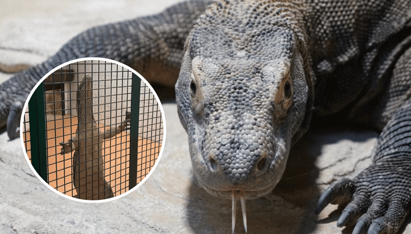 Kolaż 2 zdjęć: w tle Flores, samica warana z Komodo z wrocławskiego zoo, w kółku Flores podczas treningu medycznego (kadr z filmu)
