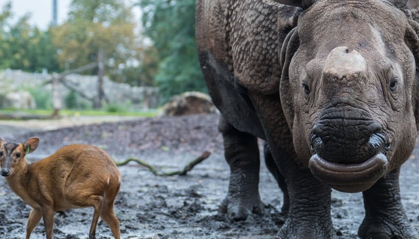 <p>Słynny na caly świat wrocławski duet: Marusia i mundżak Tata</p>