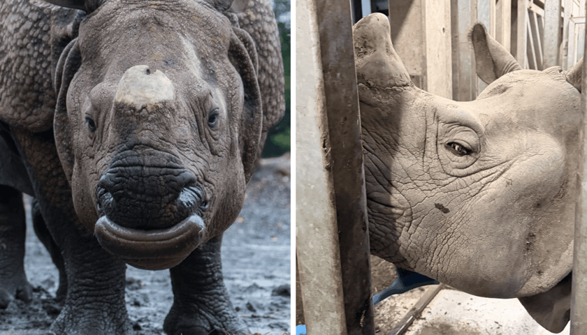 Kolaż 2 zdjęć. Z lewej Marusia, samica nosorożca indyjskiego, z prawej Csülök, samiec, który przyjedzie do niej z Węgier.