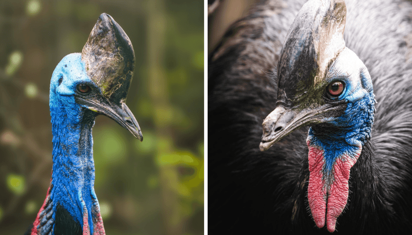 Kolaż 2 zdjęć przedstawiających kazuara hełmiastego o imieniu Kasia