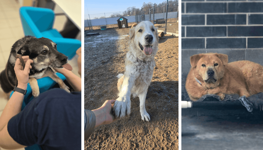 Kolaż 3 zdjęć przedstawiających podopiecznych Schronisko dla Bezdomnych Zwierząt we Wrocławiu. Od lewej Punia, Fiona i Pulpet