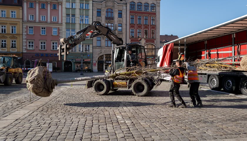 Na zdjęciu otwarta naczepa ciężarówki, ładowarka i robotnicy przenoszący nowe drzewo do posadzenia w Rynku. Wyładunek nowych drzew do zazieleniania, 6 marca 2026 r. 