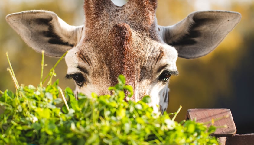 Żyrafa z wrocławskiego zoo