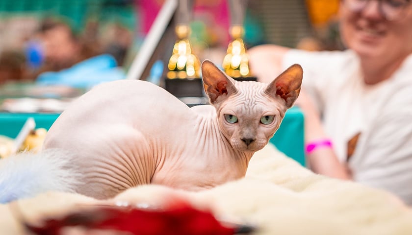 Cat Show Wrocław w Hali Orbita we Wrocławiu, 7 marca 2026