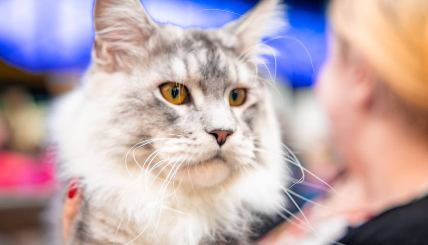 Cat Show Wrocław w Hali Orbita we Wrocławiu, 7 marca 2026