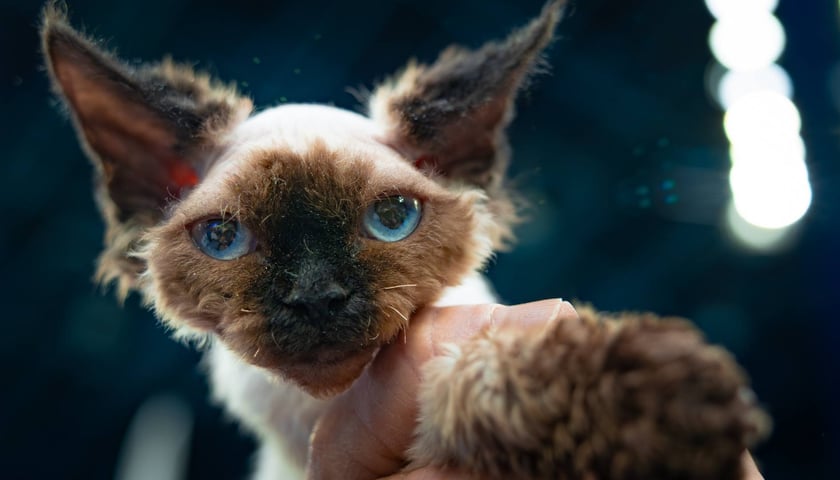 Cat Show Wrocław w Hali Orbita we Wrocławiu, 7 marca 2026