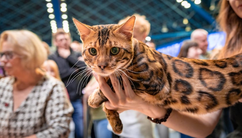  Cat Show Wrocław w Hali Orbita we Wrocławiu, 7 marca 2026