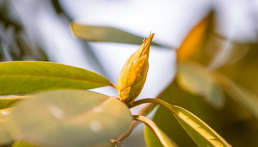 Ogród Botaniczny we Wrocławiu, 8 marca 2026