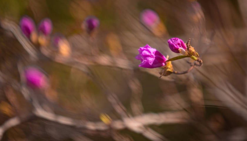Ogród Botaniczny we Wrocławiu, 8 marca 2026