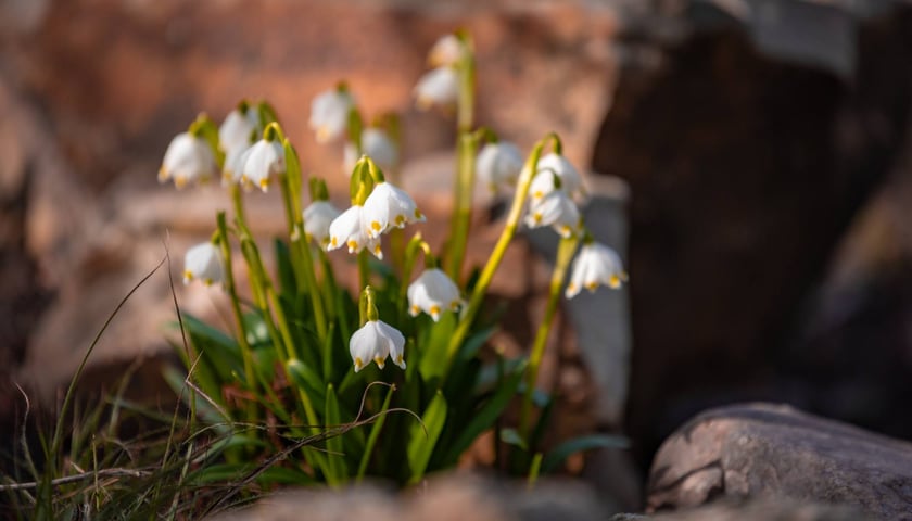 Ogród Botaniczny we Wrocławiu, 8 marca 2026