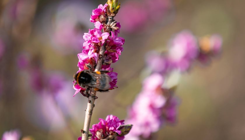 Ogród Botaniczny we Wrocławiu, 8 marca 2026