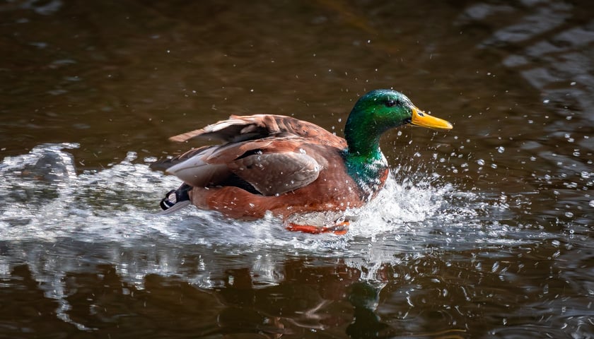 Ogród Botaniczny we Wrocławiu, 8 marca 2026