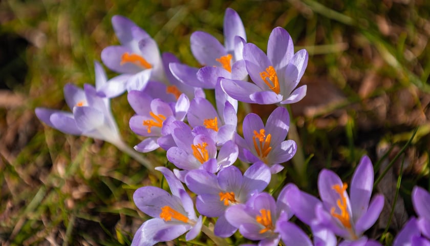 Ogród Botaniczny we Wrocławiu, 8 marca 2026