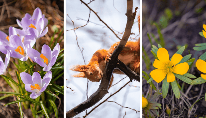 Kolaż 3 zdjęć - pierwsze kwitnące kwiaty oraz wiewiórka w Ogrodzie Botanicznym we Wrocławiu, 8 marca 2026