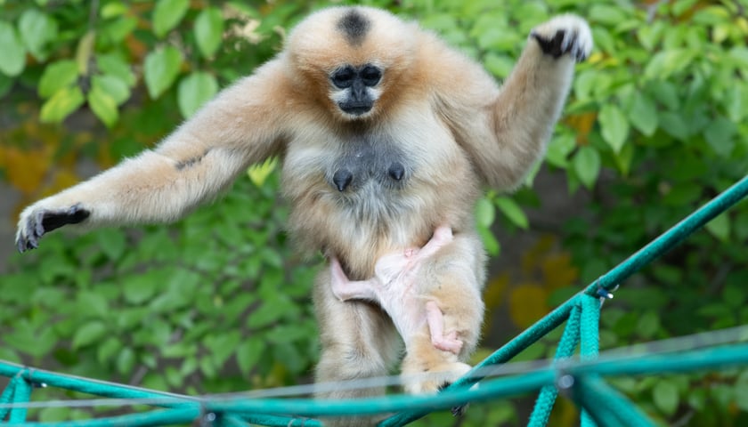 <p>Carusa, gibon białopoliczkowy z wrocławskiego zoo z dzieckiem, gdy było jeszcze bardzo małe</p>