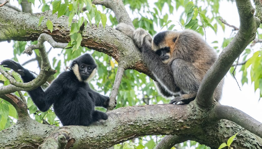 <p>Gibony białopoliczkowe z wrocławskiego zoo, Carusa i Xian. Zdjęcie zostało zrobione latem</p>