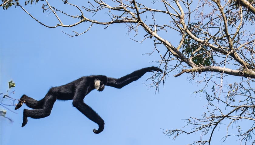 Gibon białopoliczkowy z wrocławskiego zoo skaczący z drzewa na drzewo na tutejszej Wyspie Gibonów