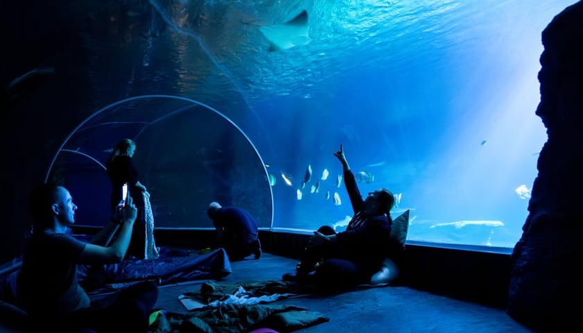 Nocowanie w Afrykarium we wrocławskim zoo. Na zdjęciu zwiedzający w Kanale Mozambickim, w tle przepływające ryby.