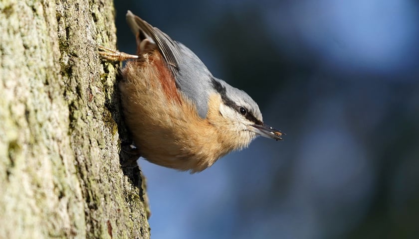 Siedzący na pniu kowalik - jeden z ptaków, które można usłyszeć i zobaczyć teraz we Wrocławiu