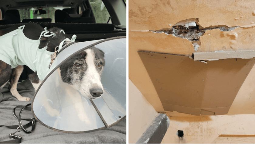 Kolaż 2 zdjęć. Na pierwszym jedna z podopiecznych Ekostraży, suczka o imieniu Masza, na drugim odpadający sufit