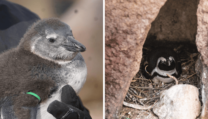 Kolaż 2 zdjęć: pisklę pingwina tońca z wrocławskiego zoo oraz pingwin w budce