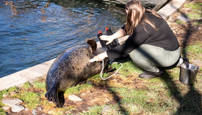 Przyzwyczajanie kotików do badań za pomocą atrapy imitującej USG