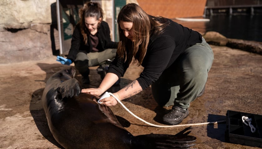 Przyzwyczajanie kotików do badań za pomocą atrapy imitującej USG