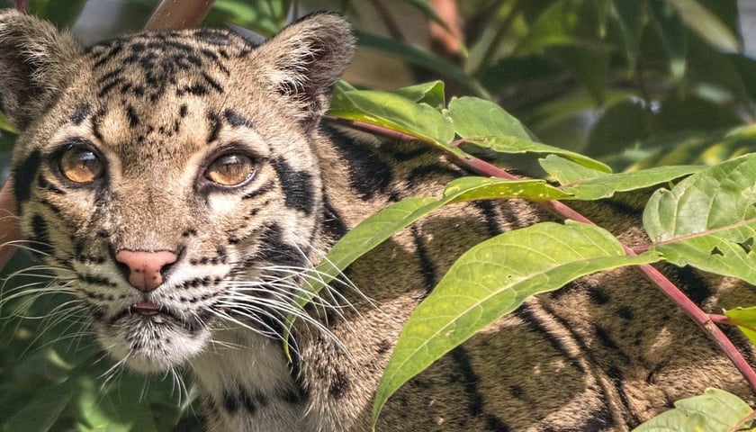 Pantera mglista z wrocławskiego zoo