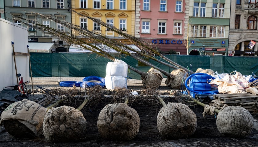 Kolejna partia drzew dotarła na Rynek, 19.03.2026 r