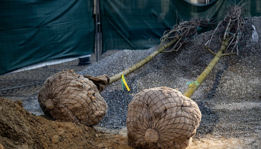 Kolejna partia drzew dotarła na Rynek, 19.03.2026 r