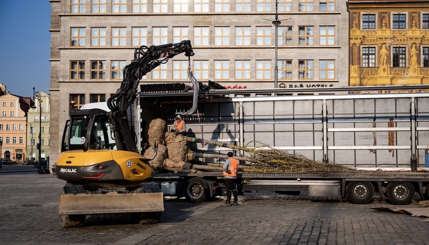 Kolejna partia drzew dotarła na Rynek, 19.03.2026 r